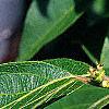 Lonicera maackii, leaves