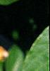 Lonicera maackii, leaves