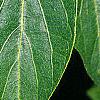 Lonicera maackii, leaves