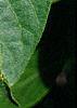 Lonicera maackii, leaves