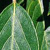 Lonicera maackii, leaves