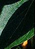 Lonicera maackii, leaves