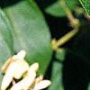 Lonicera maackii, leaves