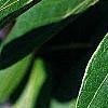 Lonicera maackii, leaves