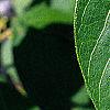 Lonicera maackii, leaves