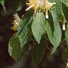 Lonicera maackii, flowers