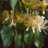 Lonicera maackii, flowers
