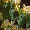 Lonicera maackii, flowers