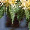 Lonicera maackii, flowers
