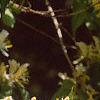 Lonicera maackii, flowers