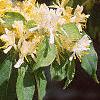 Lonicera maackii, flowers