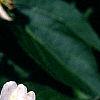 Lonicera maackii, flowers
