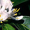 Lonicera maackii, flowers
