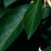 Lonicera maackii, flowers