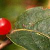 Lonicera maackii, fruit