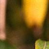 Lonicera maackii, fruit