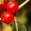 Lonicera maackii, fruit