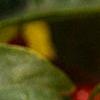 Lonicera maackii, fruit