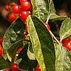 Lonicera maackii, fruit