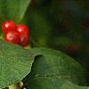 Lonicera maackii, fruit