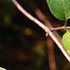 Lonicera maackii, fruit
