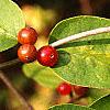 Lonicera maackii, fruit
