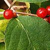 Lonicera maackii, fruit