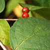 Lonicera maackii, fruit