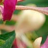 Lonicera periclymenum 'Serotina', flowers