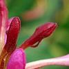 Lonicera periclymenum 'Serotina', flowers