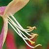 Lonicera periclymenum 'Serotina', flowers