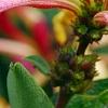 Lonicera periclymenum 'Serotina', flowers