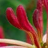 Lonicera periclymenum 'Serotina', flowers