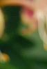 Lonicera periclymenum 'Serotina', flowers
