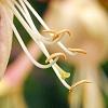 Lonicera periclymenum 'Serotina', flowers