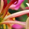 Lonicera periclymenum 'Serotina', flowers