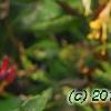 Lonicera periclymenum 'Serotina', flowers