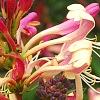 Lonicera periclymenum 'Serotina', flowers