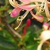 Lonicera periclymenum 'Serotina', flowers
