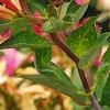 Lonicera periclymenum 'Serotina', flowers