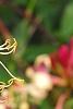 Lonicera periclymenum 'Serotina', flowers