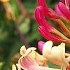 Lonicera periclymenum 'Serotina', flowers