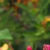 Lonicera periclymenum 'Serotina', flowers