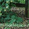 Lonicera prolifera, habit