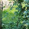 Lonicera prolifera, habit