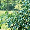 Lonicera prolifera, habit