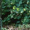 Lonicera prolifera, habit