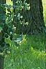 Lonicera prolifera, habit