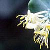 Lonicera prolifera, flowers