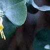 Lonicera prolifera, flowers